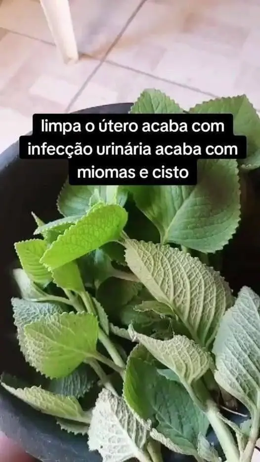 Descubra um chá poderoso que cuida do seu corpo feminino de forma natural